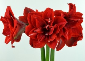 hippeastrum Chernym ® (1)